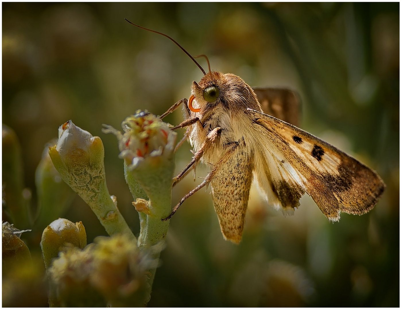 Karden-Sonneneule nach der Bestimmung von Butterfly-Peter. Danke dir.