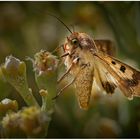 Karden-Sonneneule nach der Bestimmung von Butterfly-Peter. Danke dir.