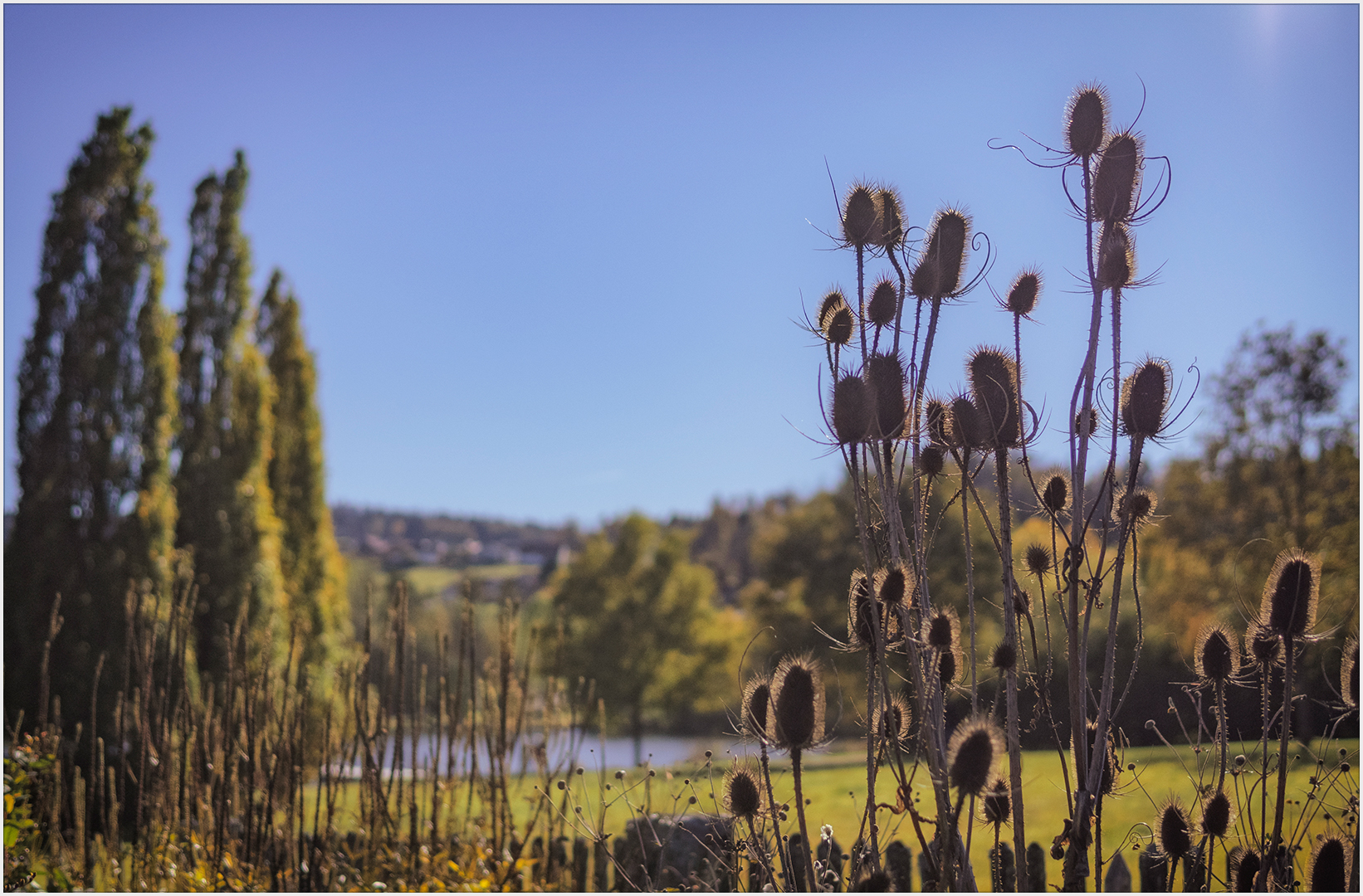 Kardenbewehrter Herbstblick übern Gartenzaun...