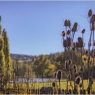 Kardenbewehrter Herbstblick übern Gartenzaun...