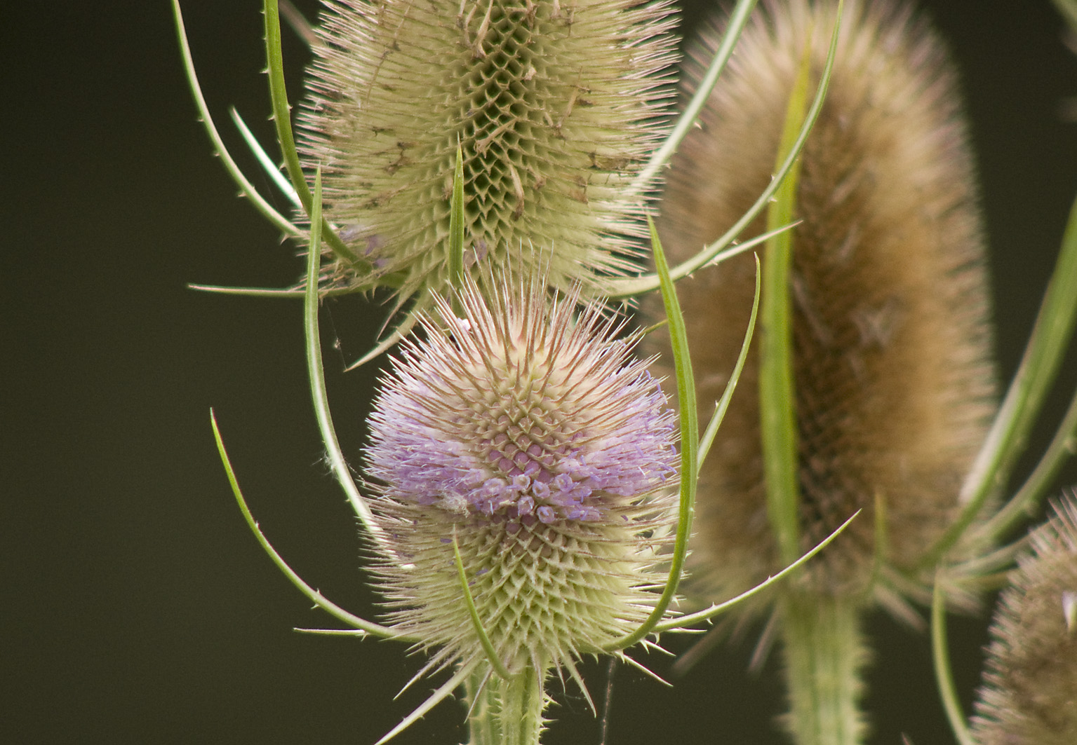 Kardenblüte