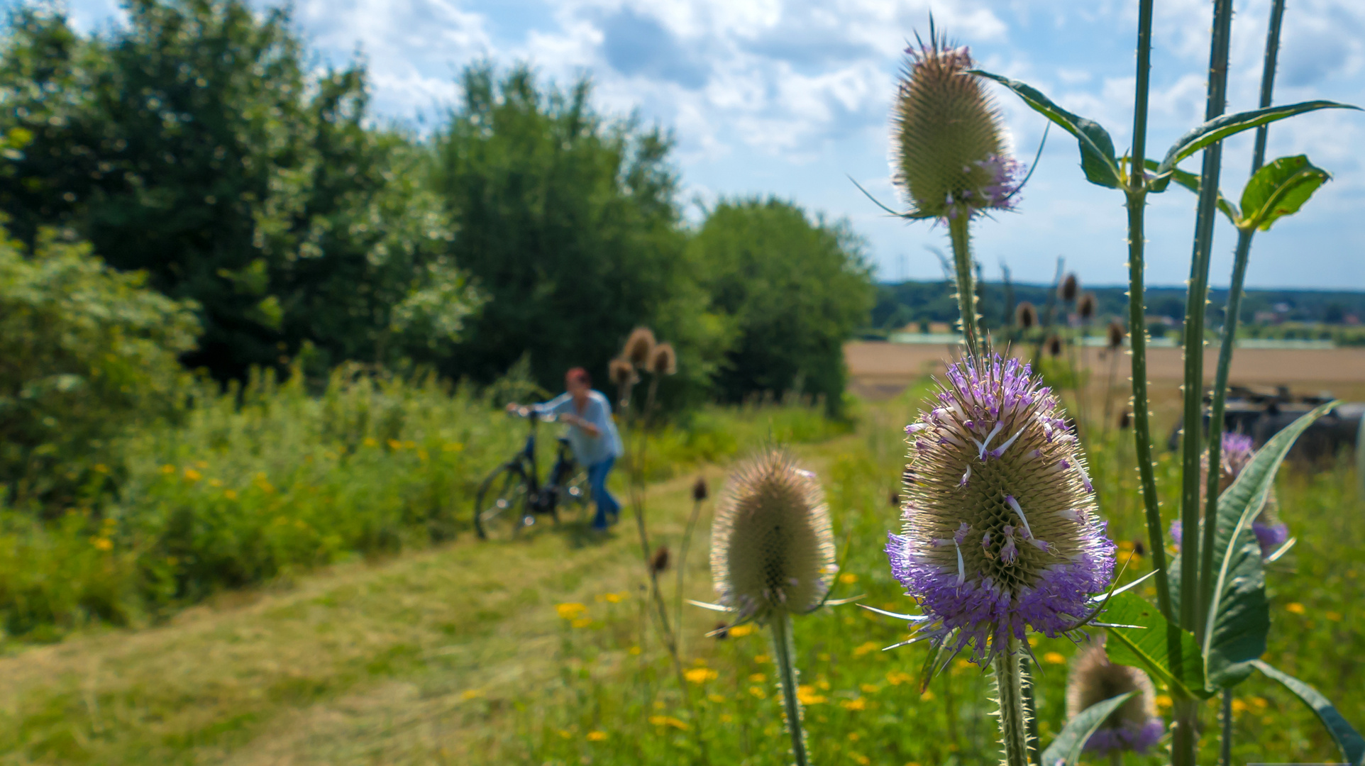 Kardenblüte