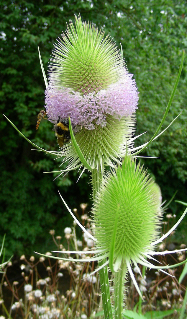 Kardenblüte