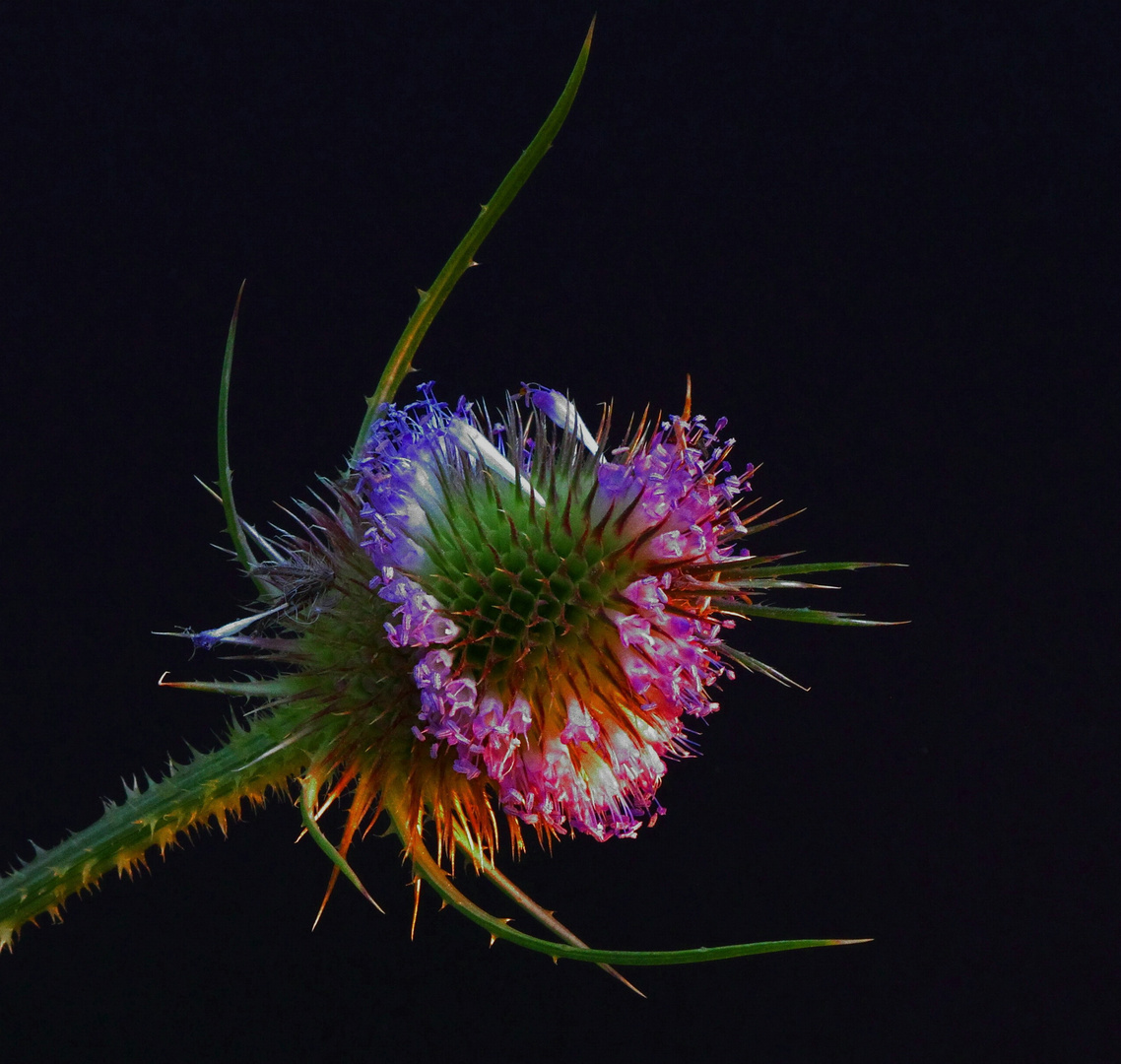 Kardenblüte