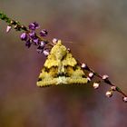 KARDENEULE, Heliothis viriplaca