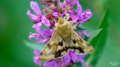 Kardeneule (Heliothis viriplaca)