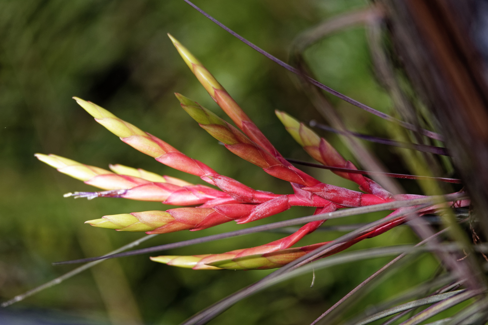 Kardinal Airplant