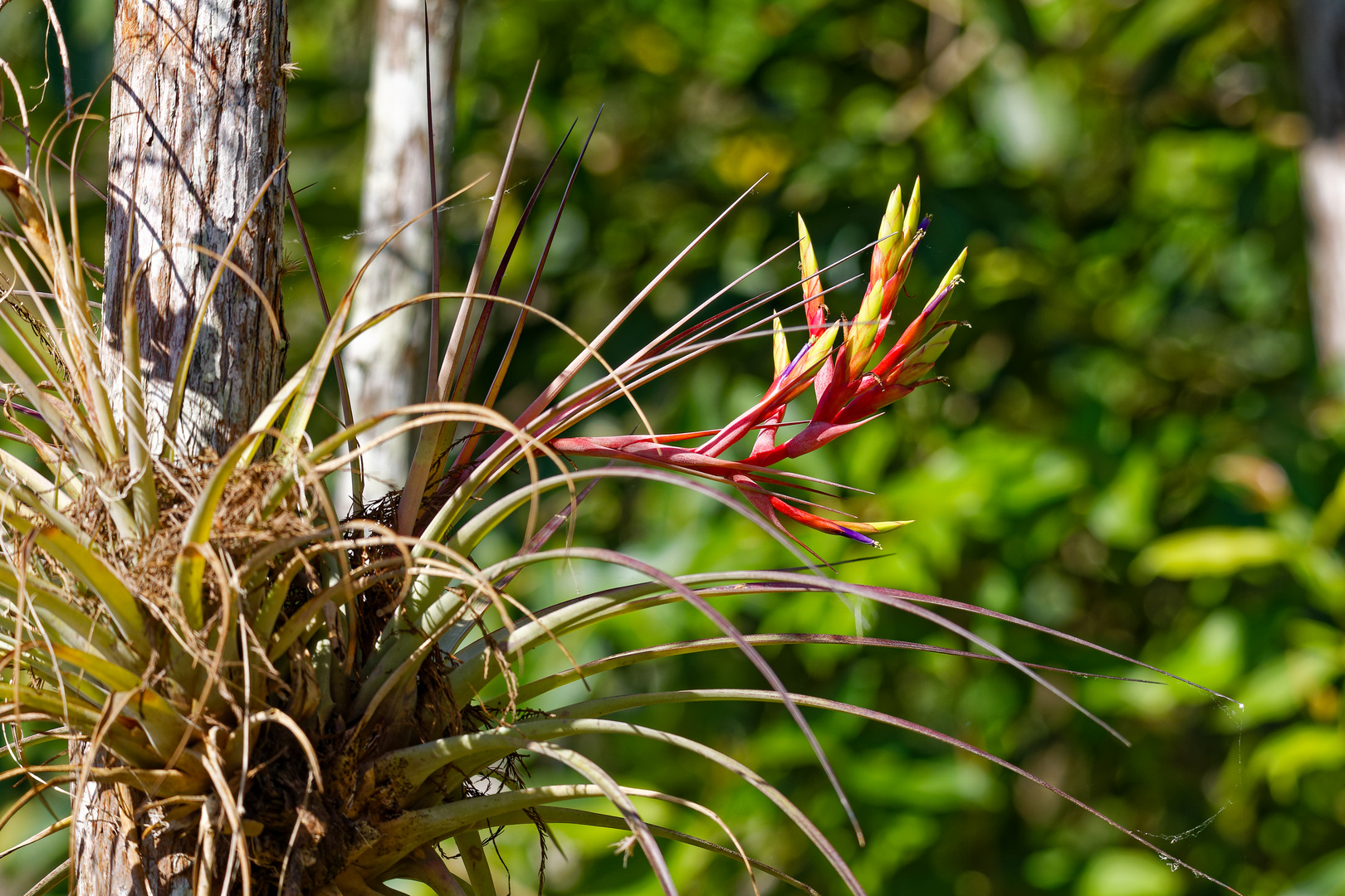 Kardinal Airplant_1