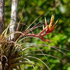 Kardinal Airplant_1