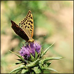 ...Kardinal... Argynnis pandora...