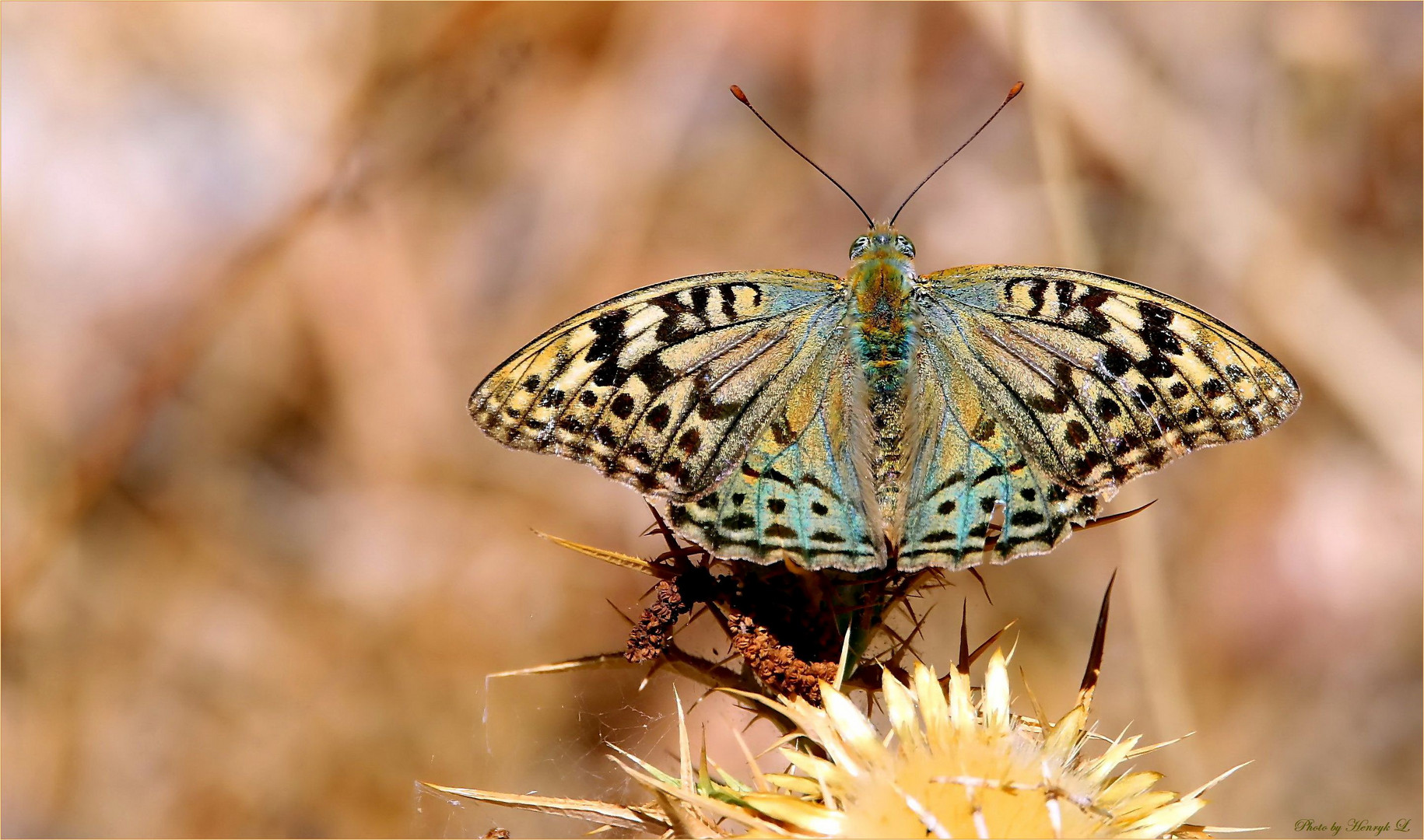 Kardinal (Argynnis pandora)