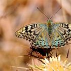 Kardinal (Argynnis pandora)