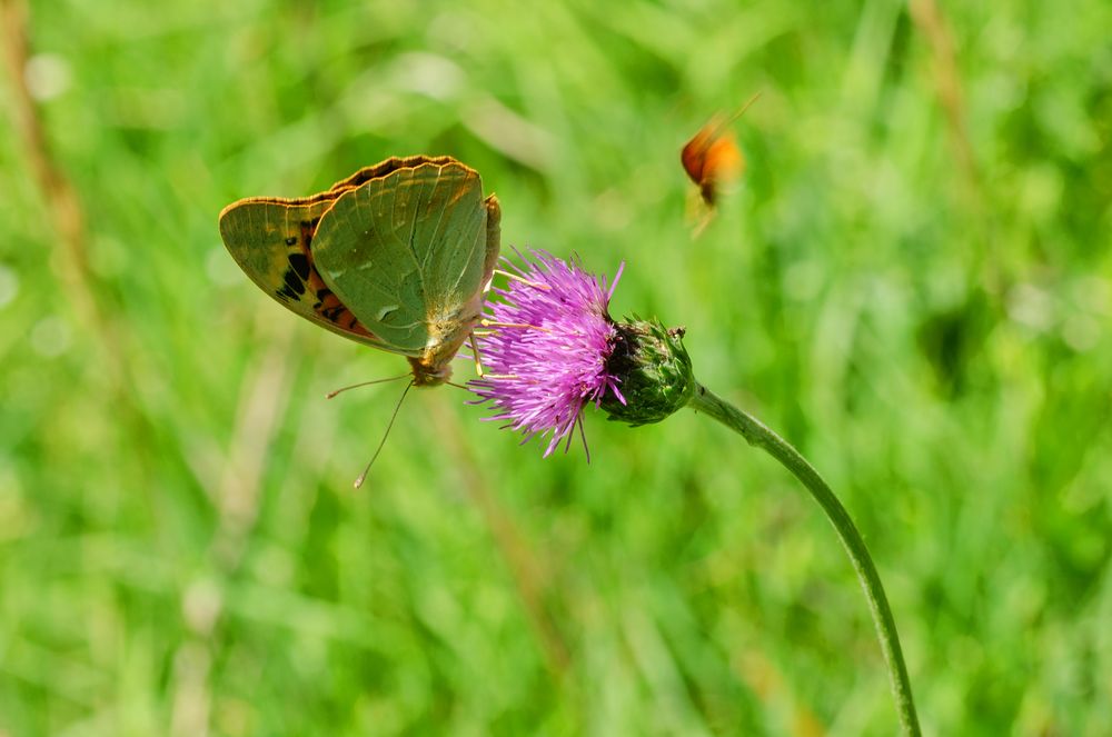 Kardinal (Argynnis pandora)