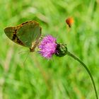 Kardinal (Argynnis pandora)