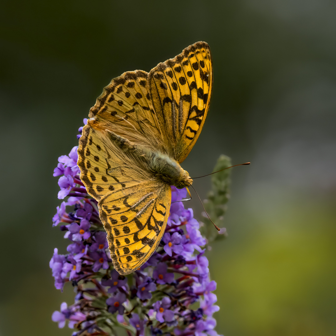 Kardinal - Argynnis pandora