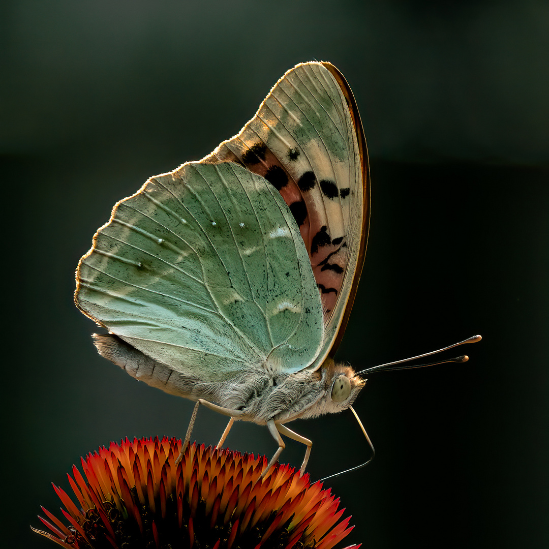 Kardinal - argynnis pandora