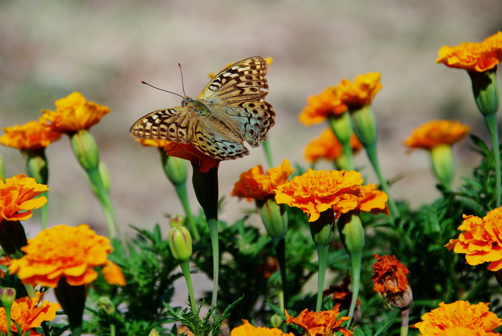 -  Kardinal  (Argynnis pandora) -