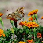 -  Kardinal  (Argynnis pandora) -