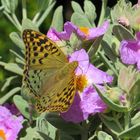 Kardinal (Argynnis pandora) auf Zistrose