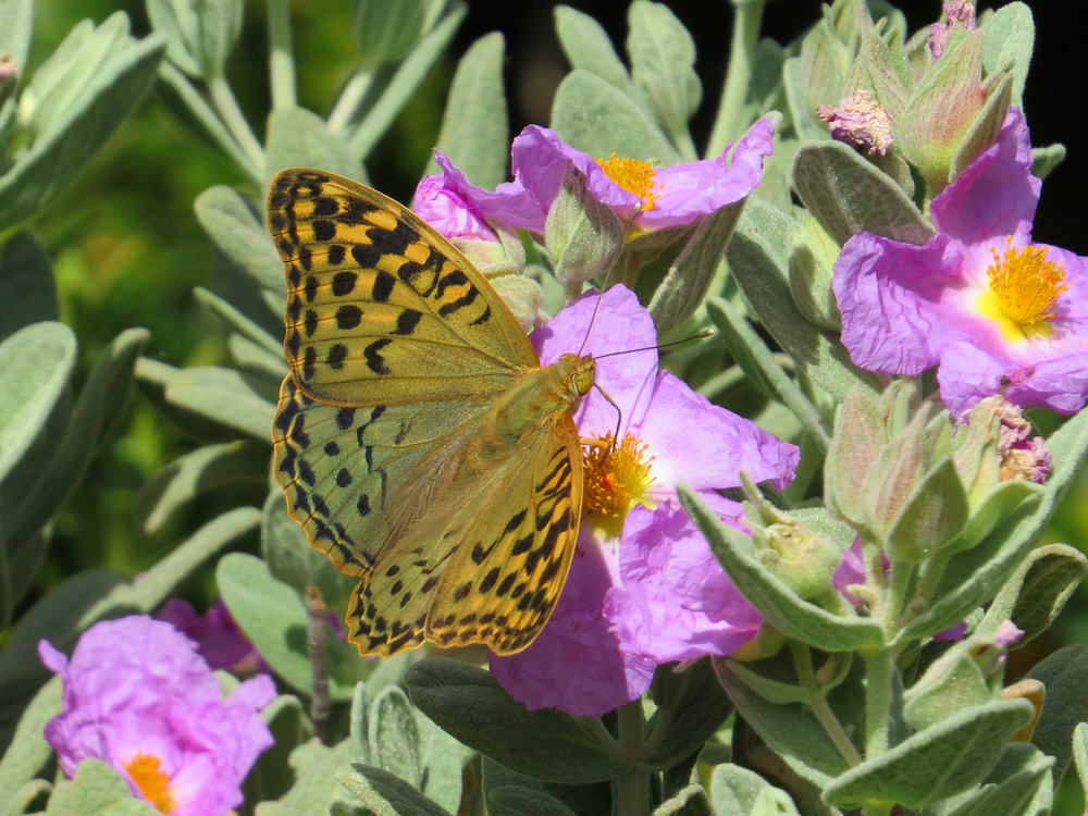 Kardinal (Argynnis pandora) auf Zistrose