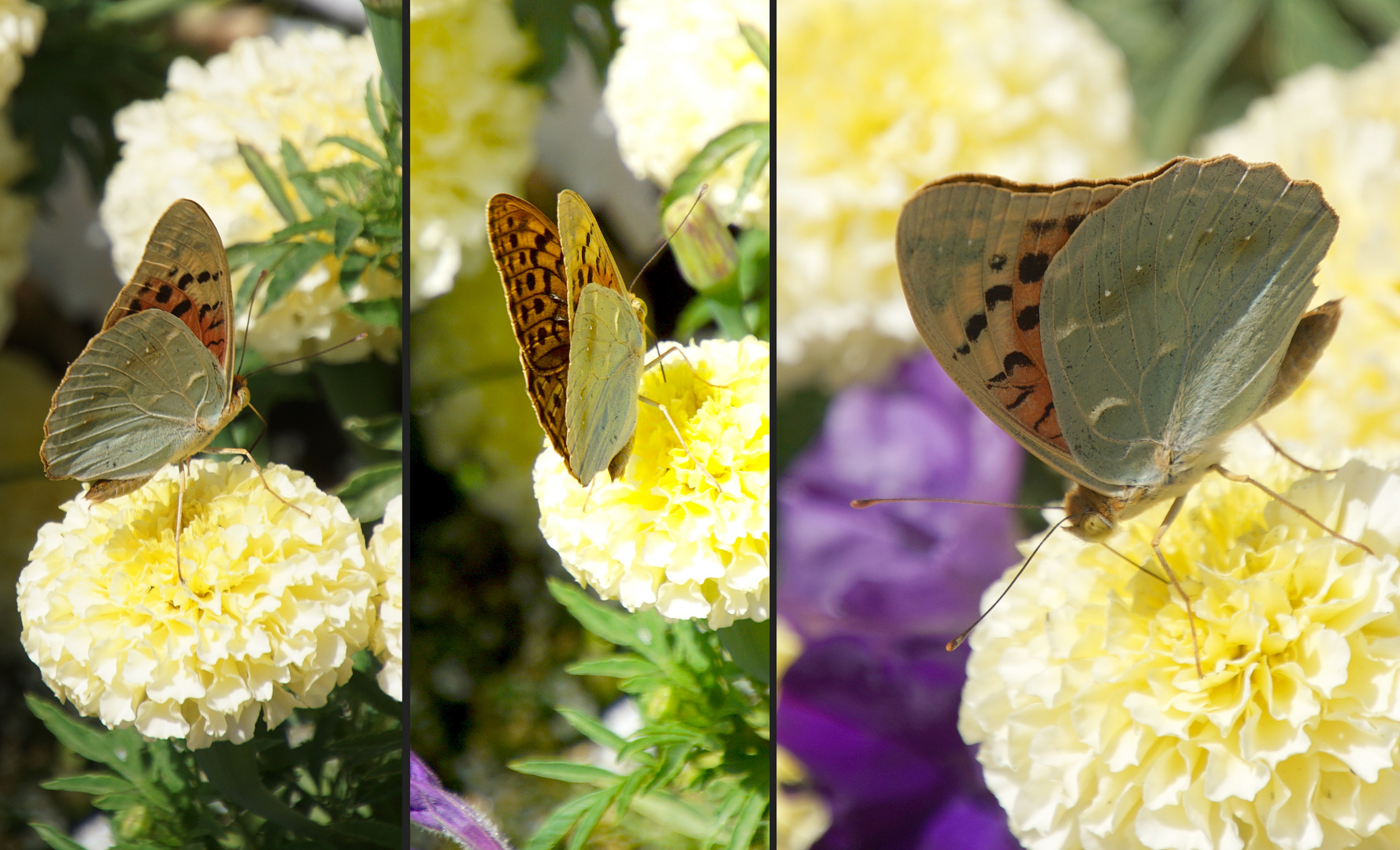 Kardinal (Argynnis pandora)