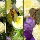 Kardinal (Argynnis pandora)