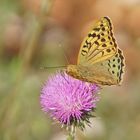 Kardinal (Argynnis pandora), Männchen