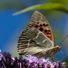 Kardinal (Argynnis pandora), Männchen, Portugal