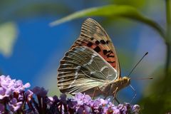 Kardinal (Argynnis pandora), Männchen, Portugal