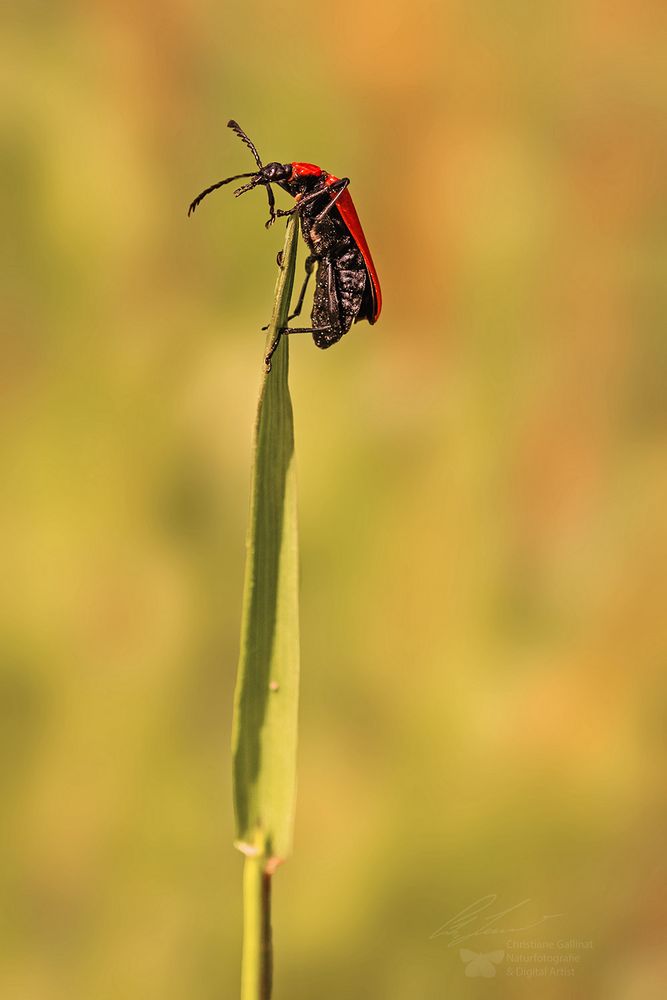 Kardinal auf der Spitze