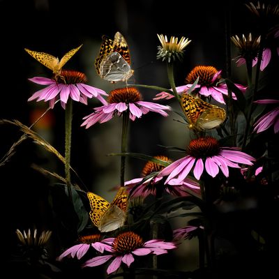 Kardinal auf Echinacea