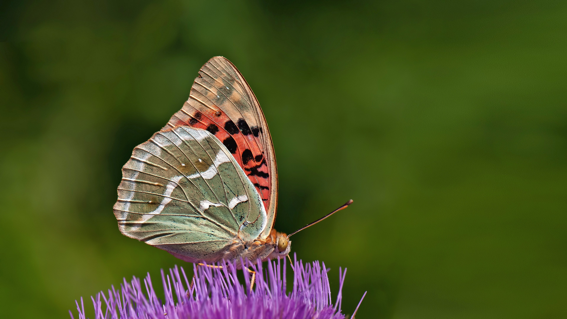 Kardinal Schmetterling