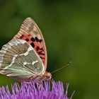 Kardinal Schmetterling