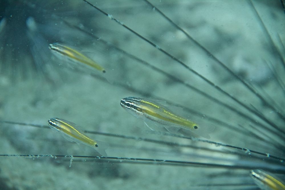 Kardinalbarsch im Schutz eines Seeigels