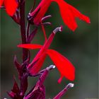 Kardinalslobelie (Lobelia cardinalis), auch Scharlachrote Lobelie oder Kardinal-Lobelie...