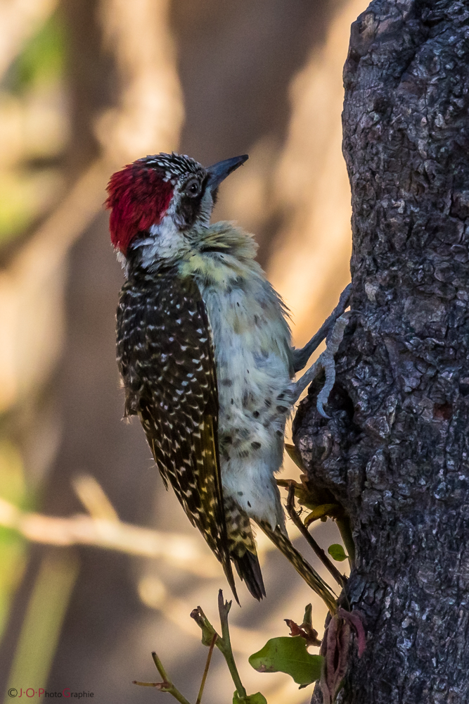 Kardinalspecht, cardinal woodpecker