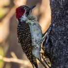 Kardinalspecht, cardinal woodpecker