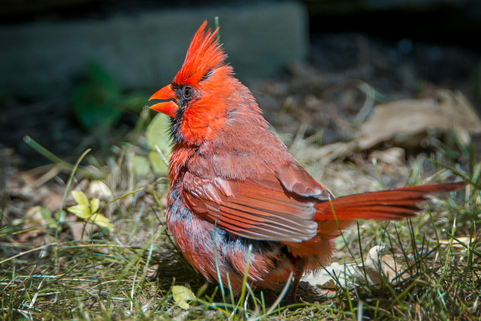 Kardinalsvogel