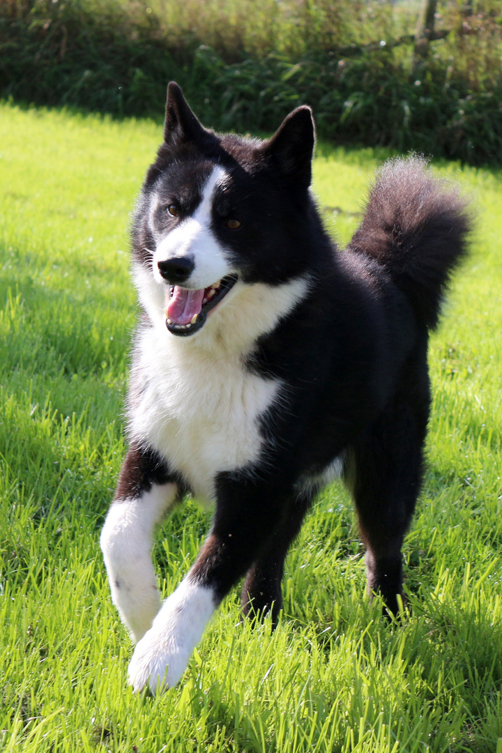 Karelischer Bärenhund