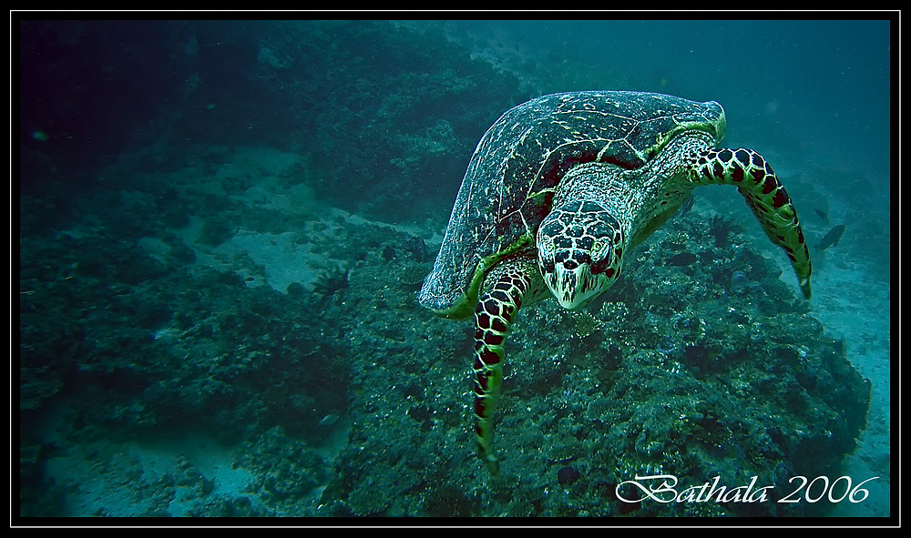 Karett Schildkröte