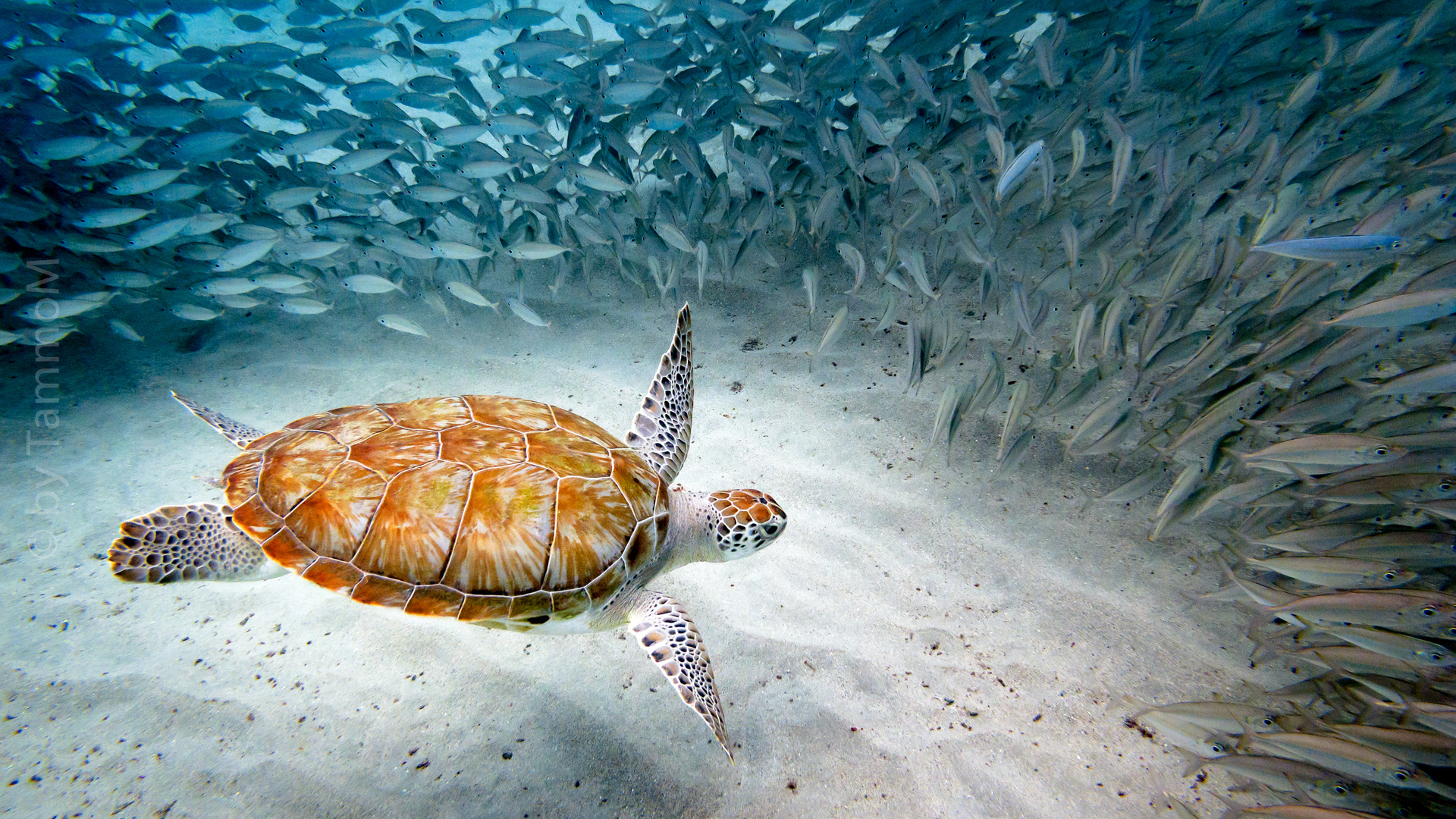 Karettschildkröte