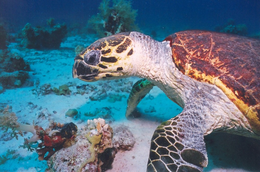 Karettschildkröte beim Mittagsmahl