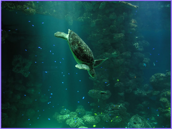 Karettschildkröte im Aquarium Stralsund