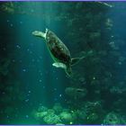 Karettschildkröte im Aquarium Stralsund