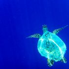 Karettschildkröte in endlosen Weiten des Meeres