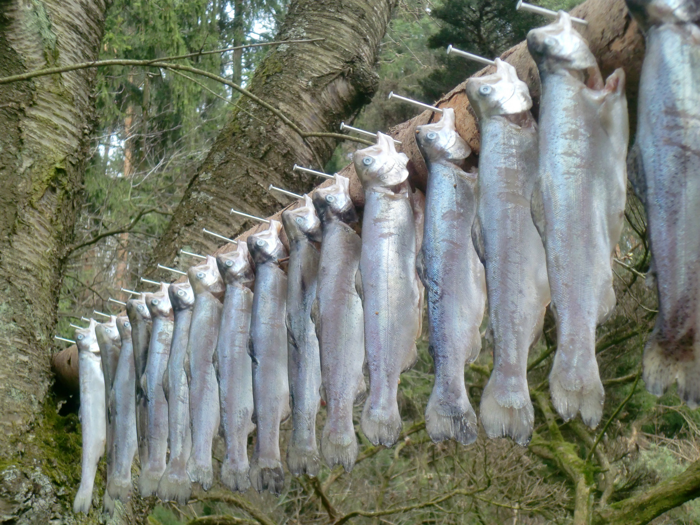 Karfreitag gibt es Fisch im Spessart