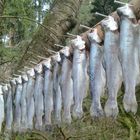 Karfreitag gibt es Fisch im Spessart