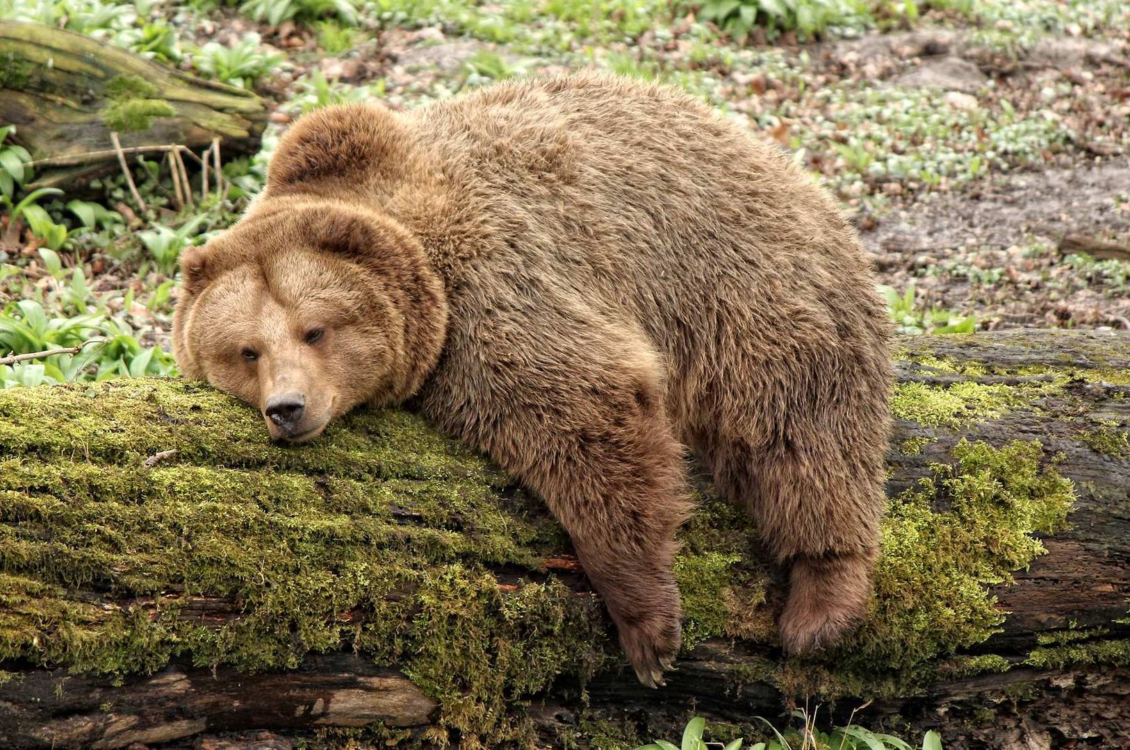 Karfreitag wird bei den Braunbären relaxed