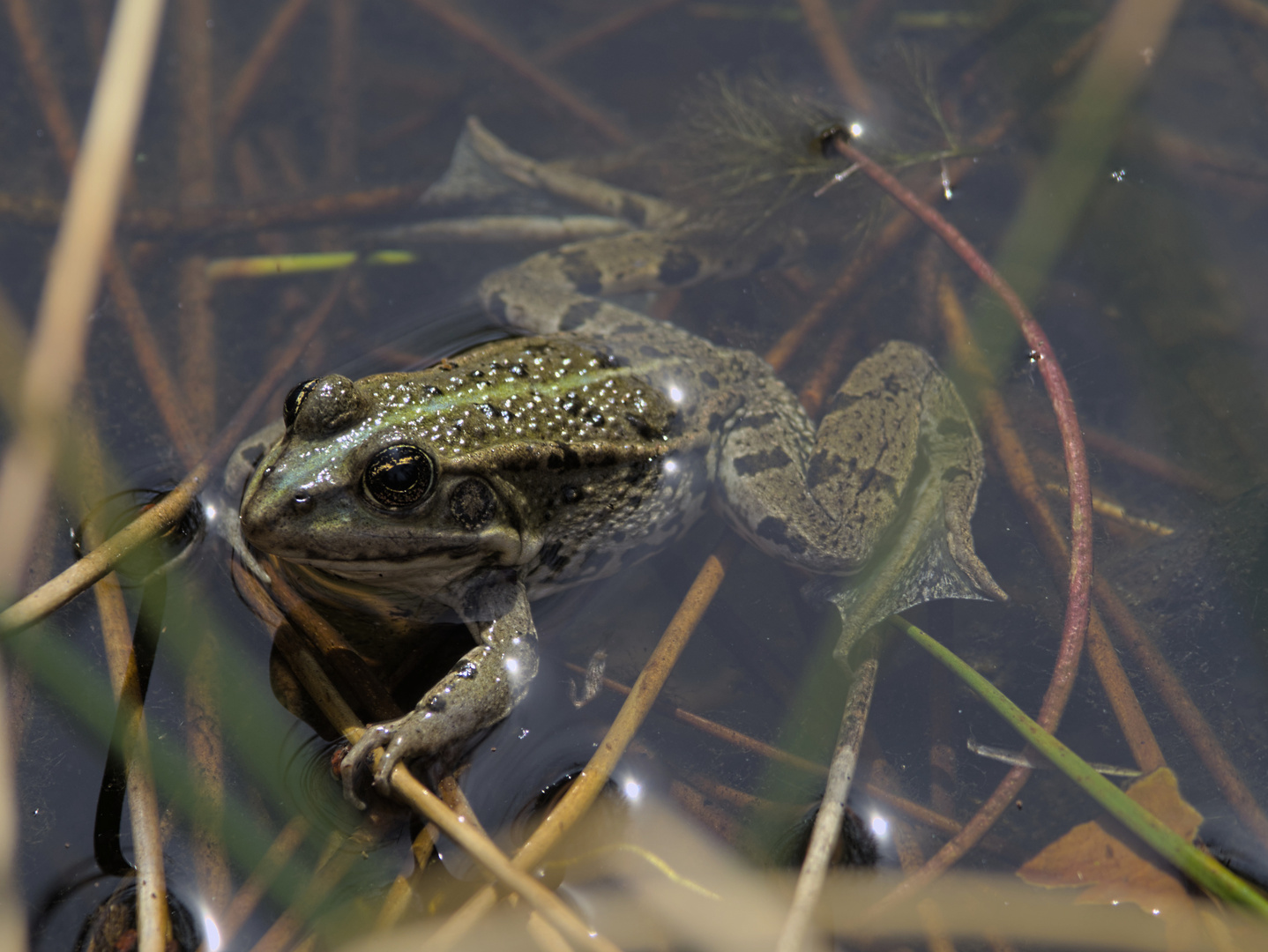 Karfreitagsfrosch