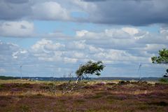 Karg und windgeplagt: Birke in der Heide auf Fanø